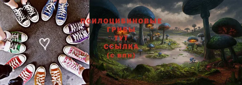 Галлюциногенные грибы Psilocybe  Дюртюли 